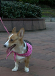 �a�@�ȊO�ł̋v���Ԃ�̊O�o(^-^)v